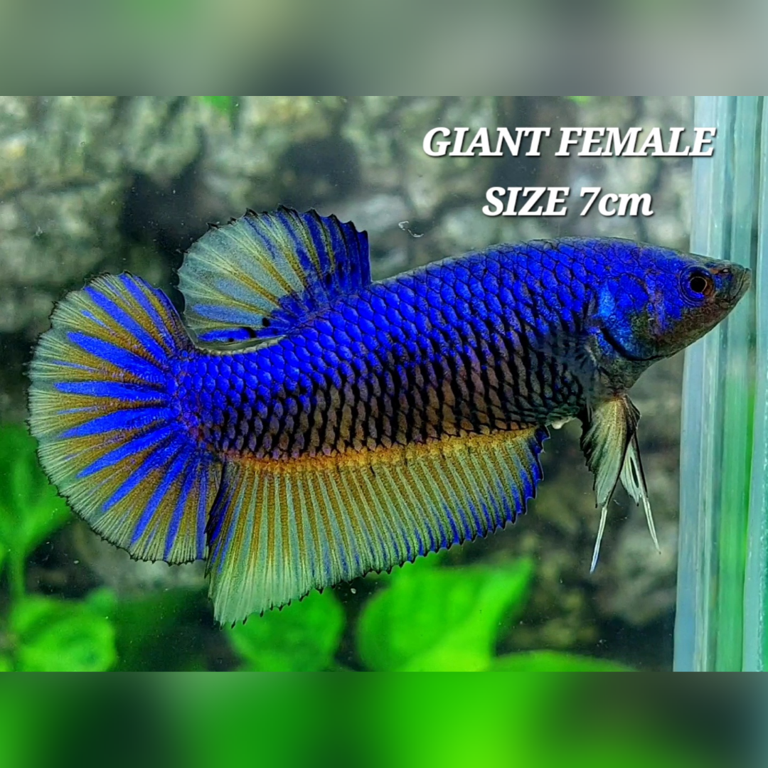 Blue Mustard Gass Startail JUMBO GIANT HMPK Betta Fish Female