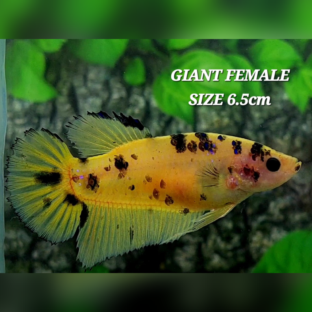 Yellow Marsupilami JUMBO GIANT HMPK Betta Fish Female