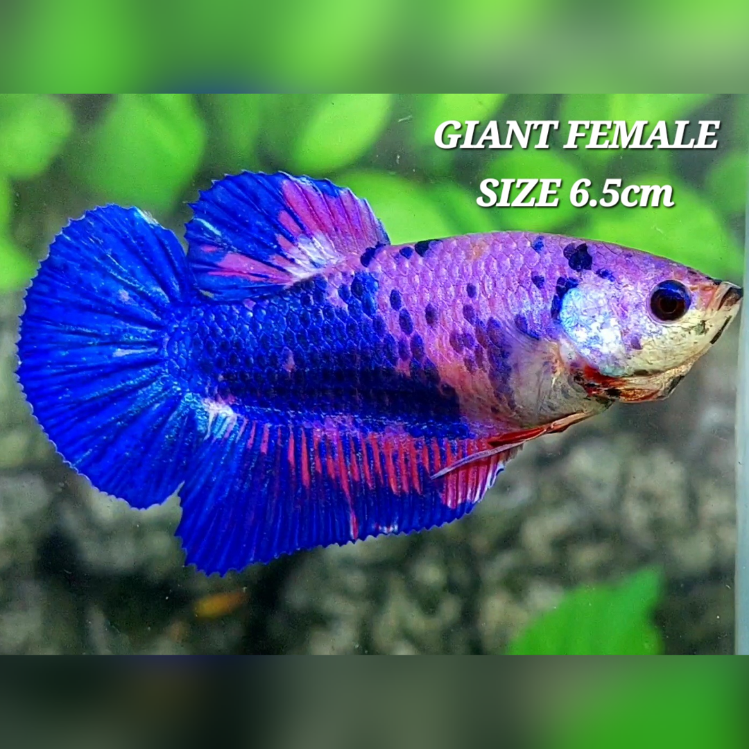 Fancy Blue Purple Pink JUMBO GIANT HMPK Betta Fish Female
