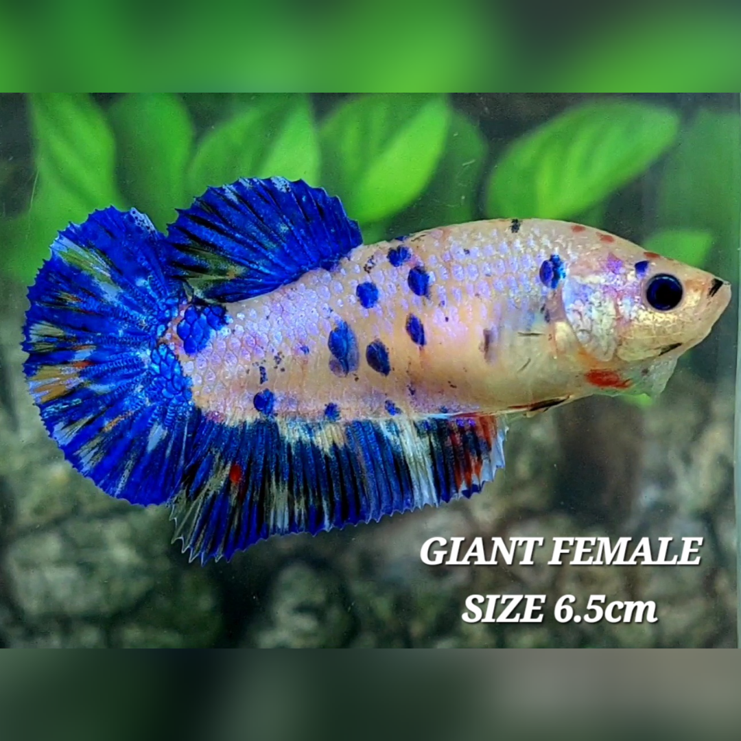 Blue Marble JUMBO GIANT HMPK Betta Fish Female