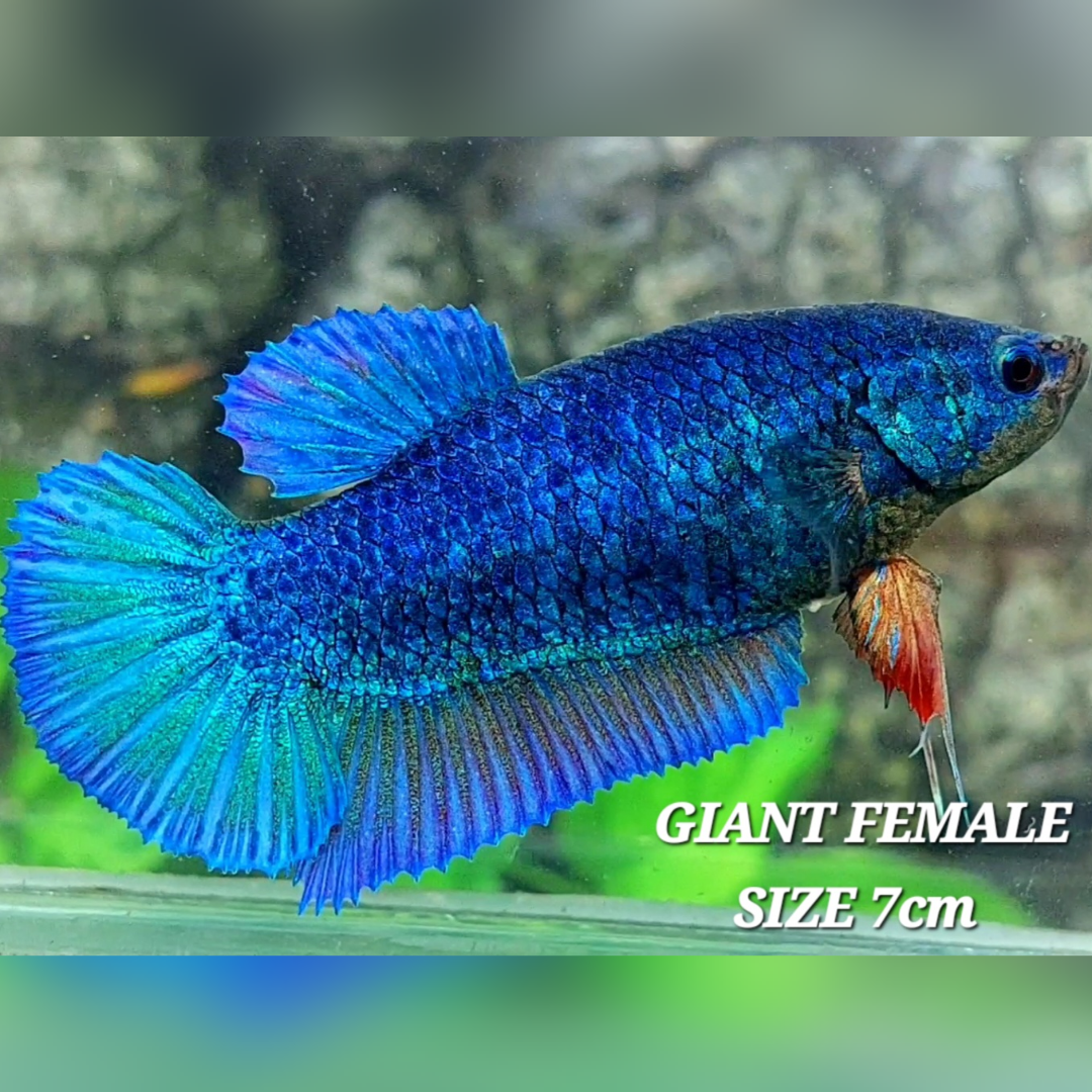 Turquoise JUMBO GIANT HMPK Betta Fish Female