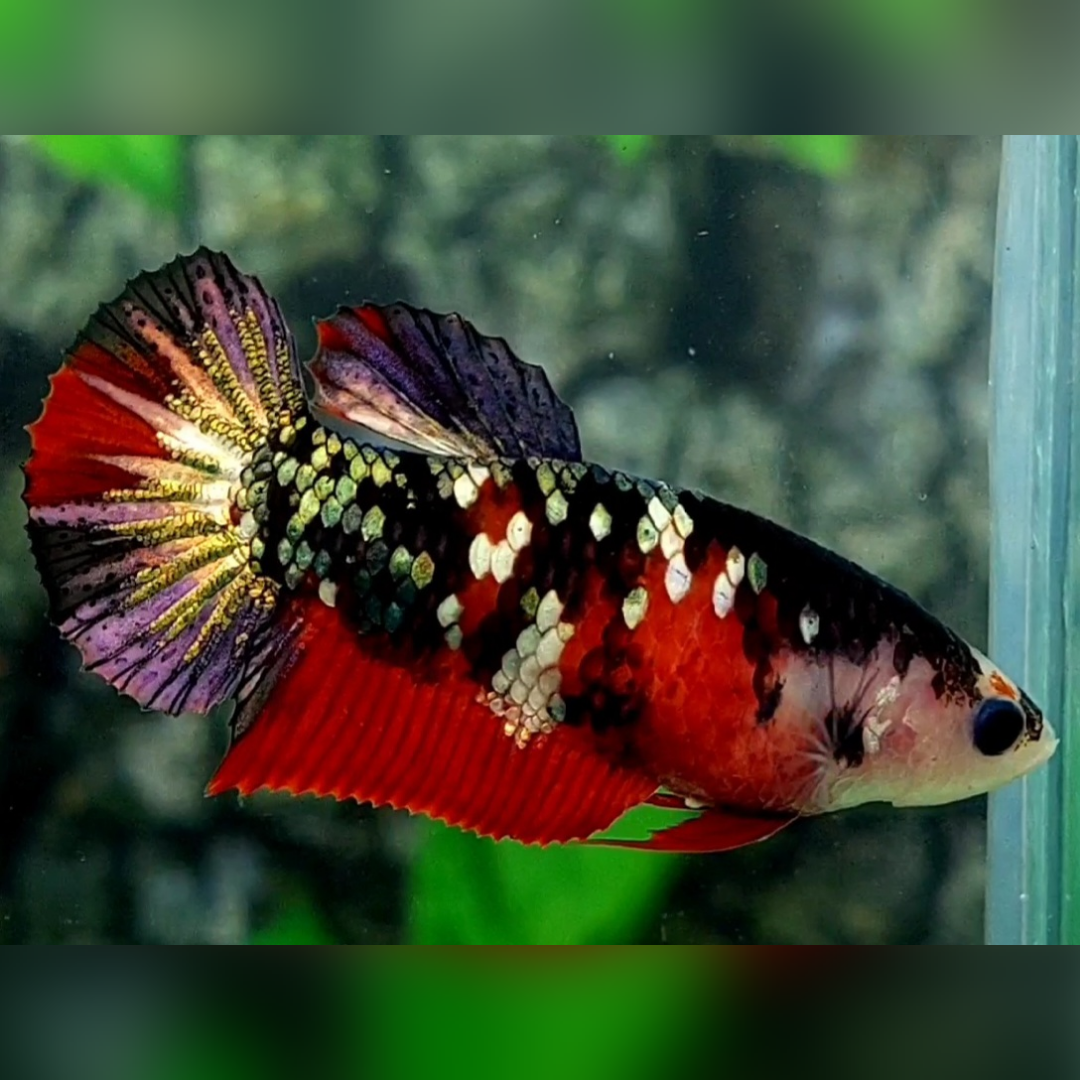 Red Tiger Koi Copper Gold Purple Galaxy HMPK Betta Fish Female For Sorority / Breed #RKC