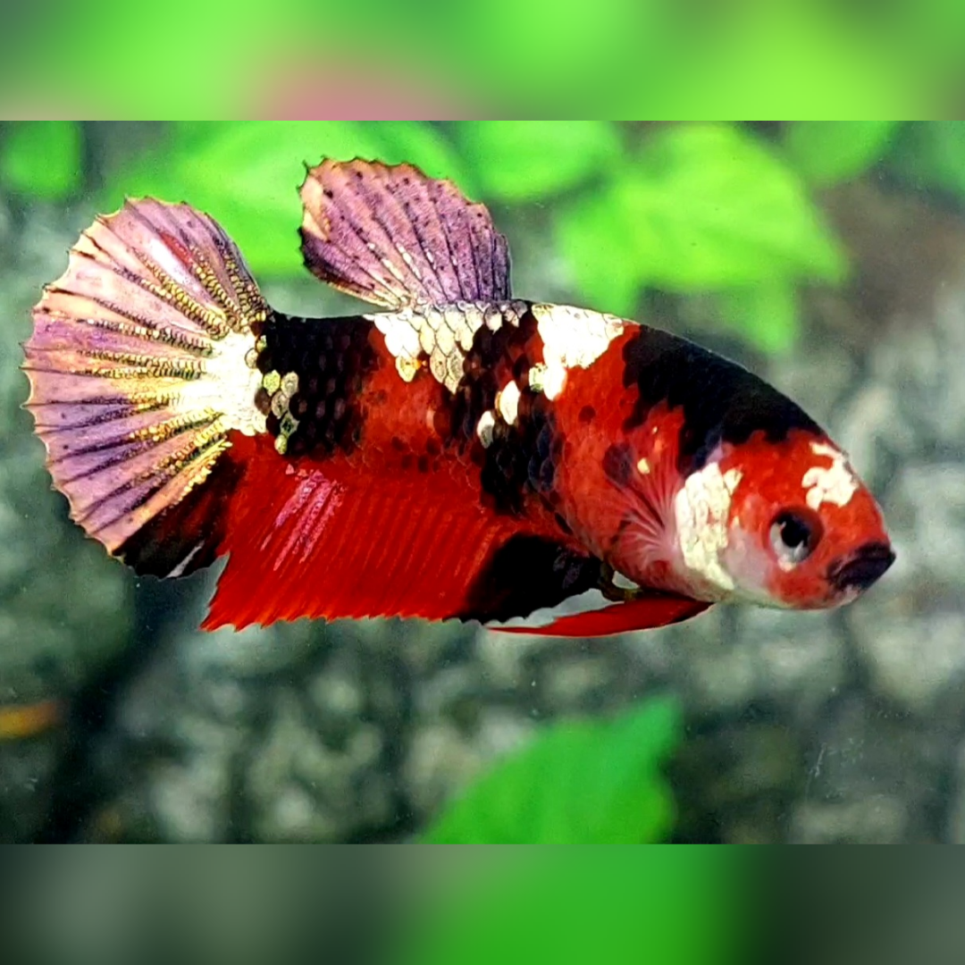 Red Tiger Koi Copper Gold Purple Galaxy HMPK Betta Fish Female For Sorority / Breed #RKC