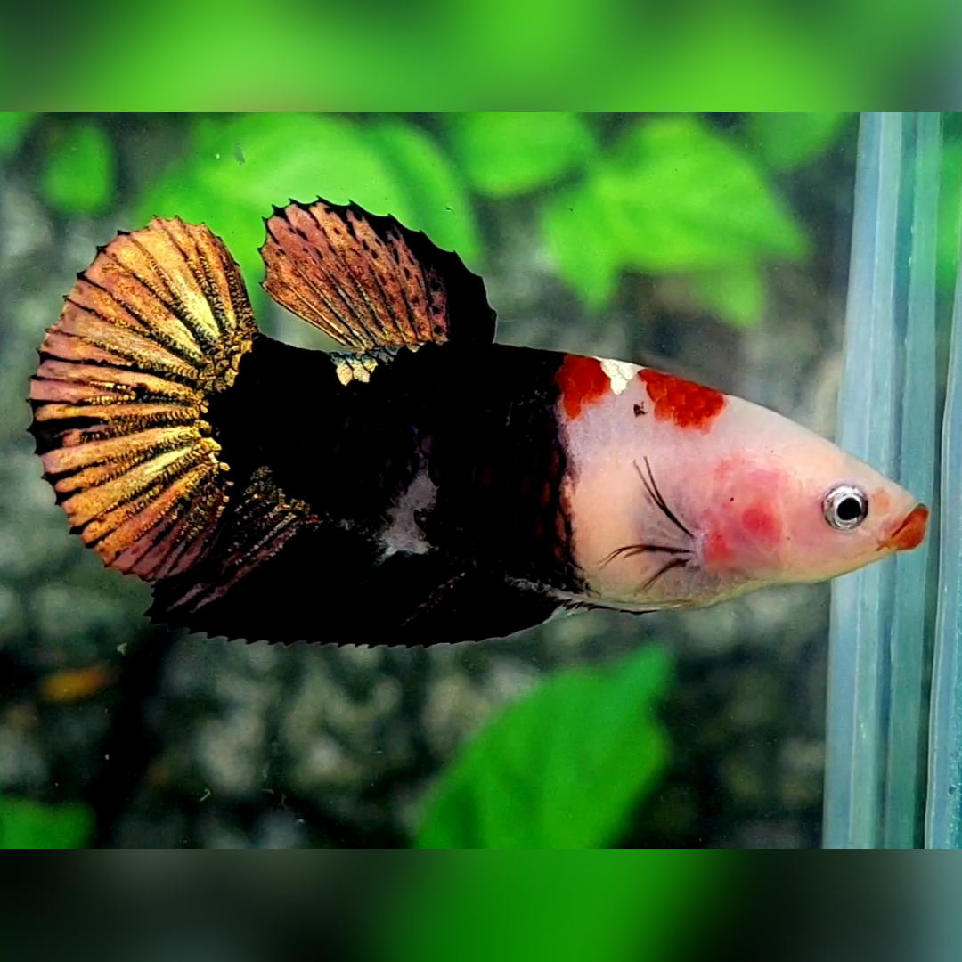 Red Lips Black Koi Gold Tail HMPK Betta Fish Female For Sorority / Breed #RKC