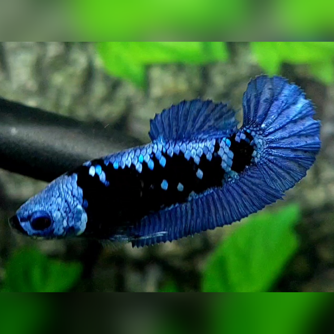 Avatar Grey HMPK Betta Fish Female For Sorority / Breed