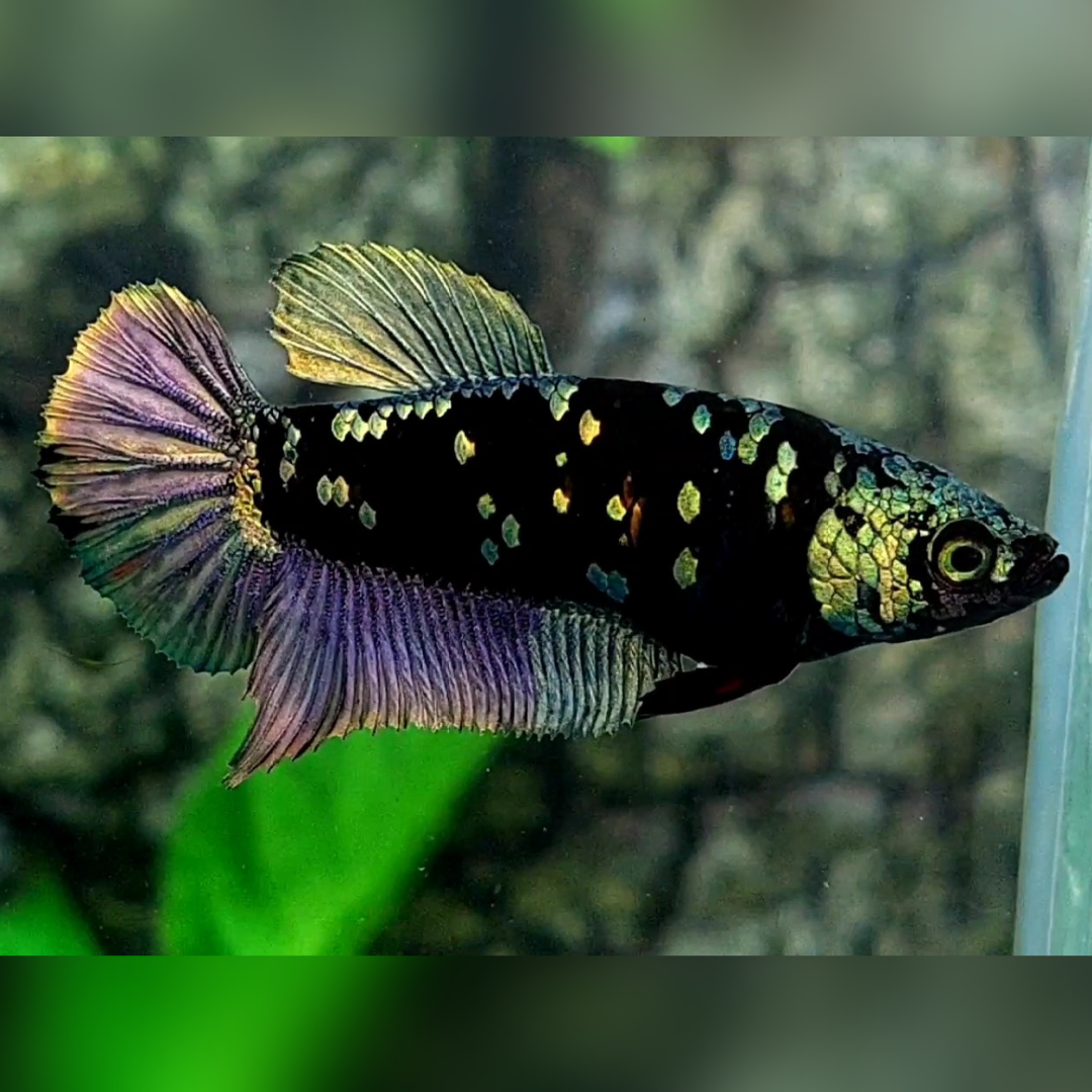 Avatar Copper Purple Gold HMPK Betta Fish Female For Sorority / Breed