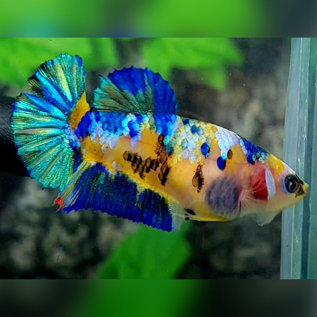 Yellow Koi Blue Galaxy HMPK Betta Fish Female For Sorority / Breed #YKG