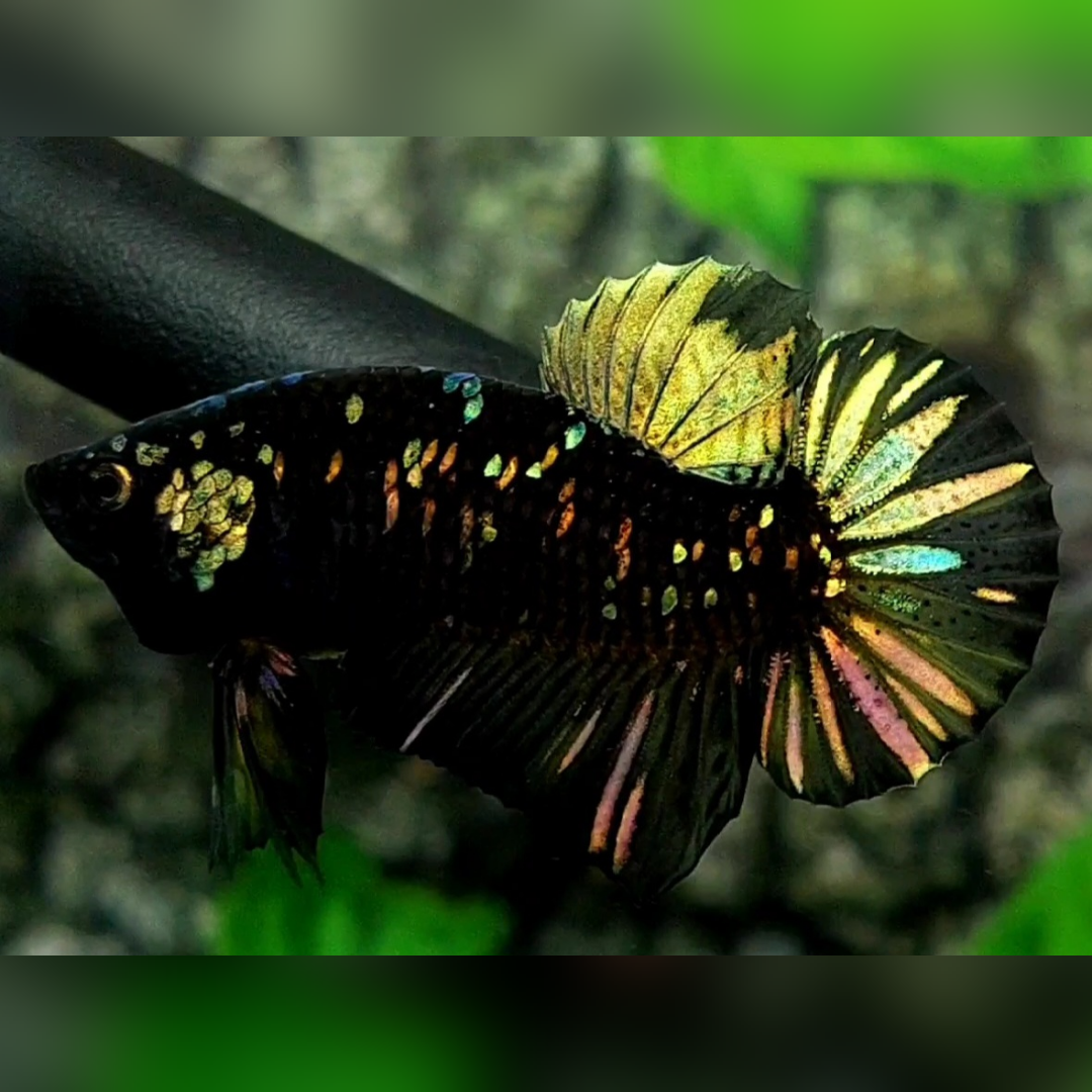 Avatar Blackstar Copper Gold HMPK Betta Fish Male