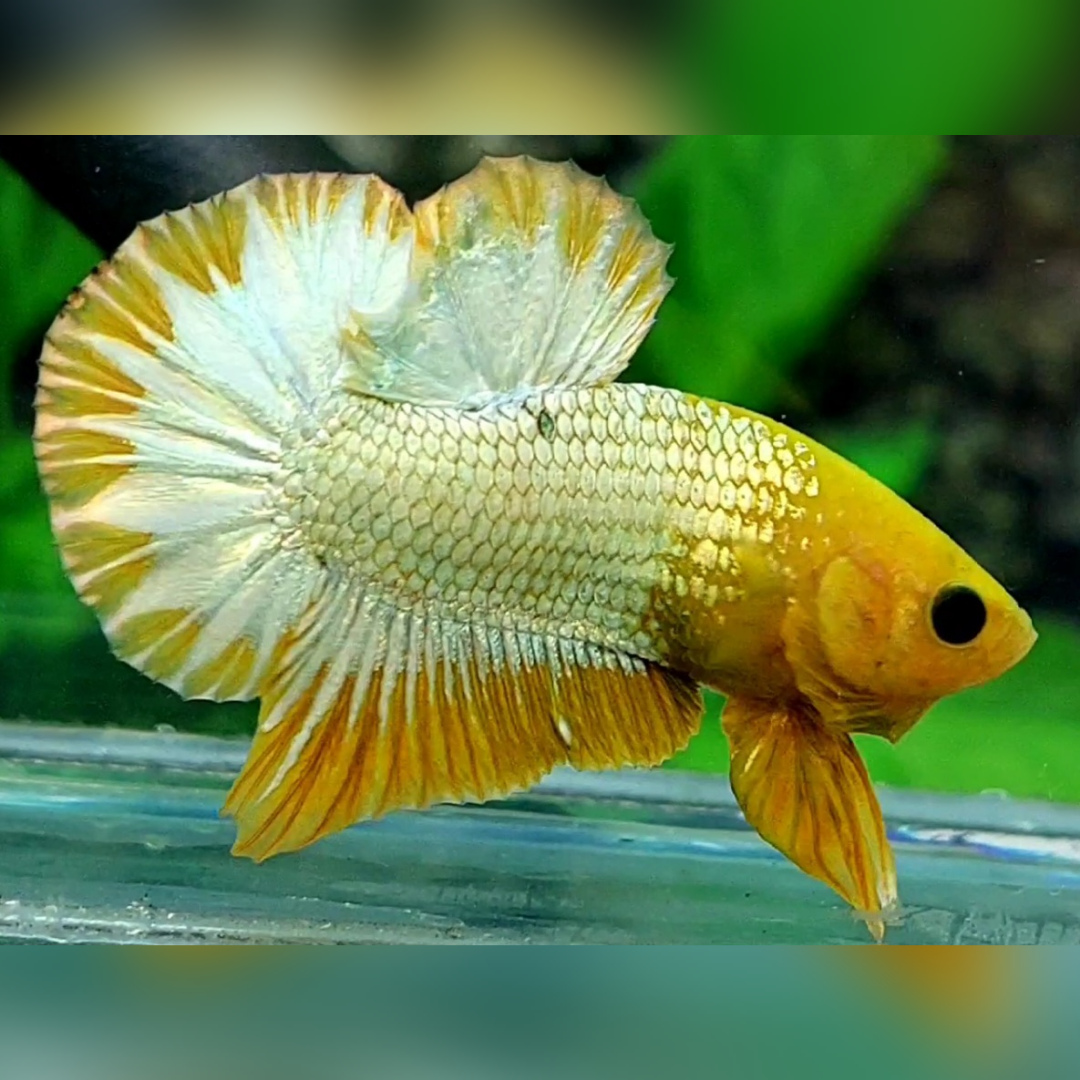 Yellow Fancy Copper Gold HMPK Betta Fish Male