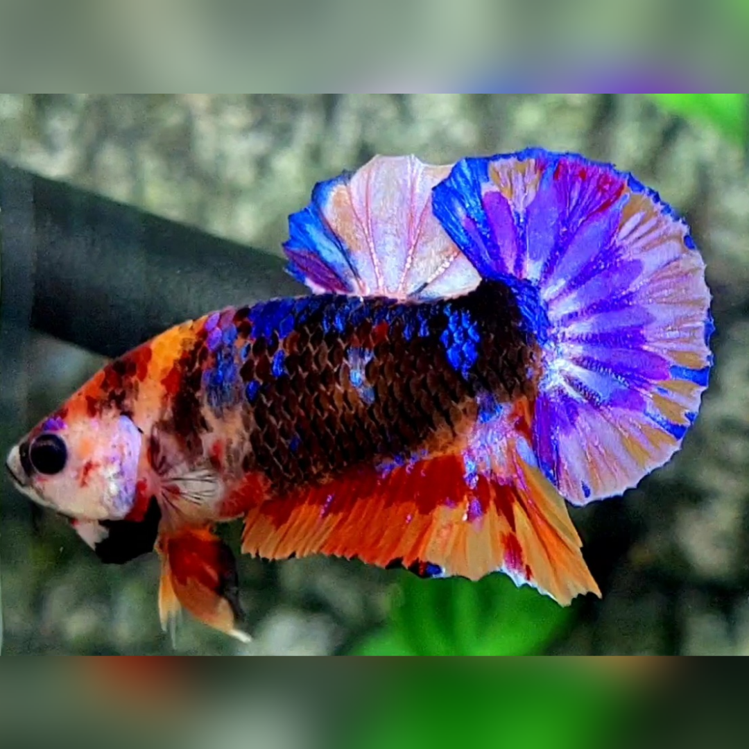 Multicolor Black Purple Candy Over HMPK Betta Fish Male