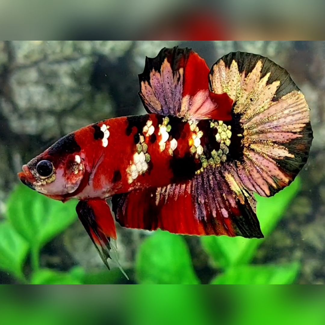 Red Tiger Koi Copper Gold Galaxy HMPK Betta Fish Male #RKC