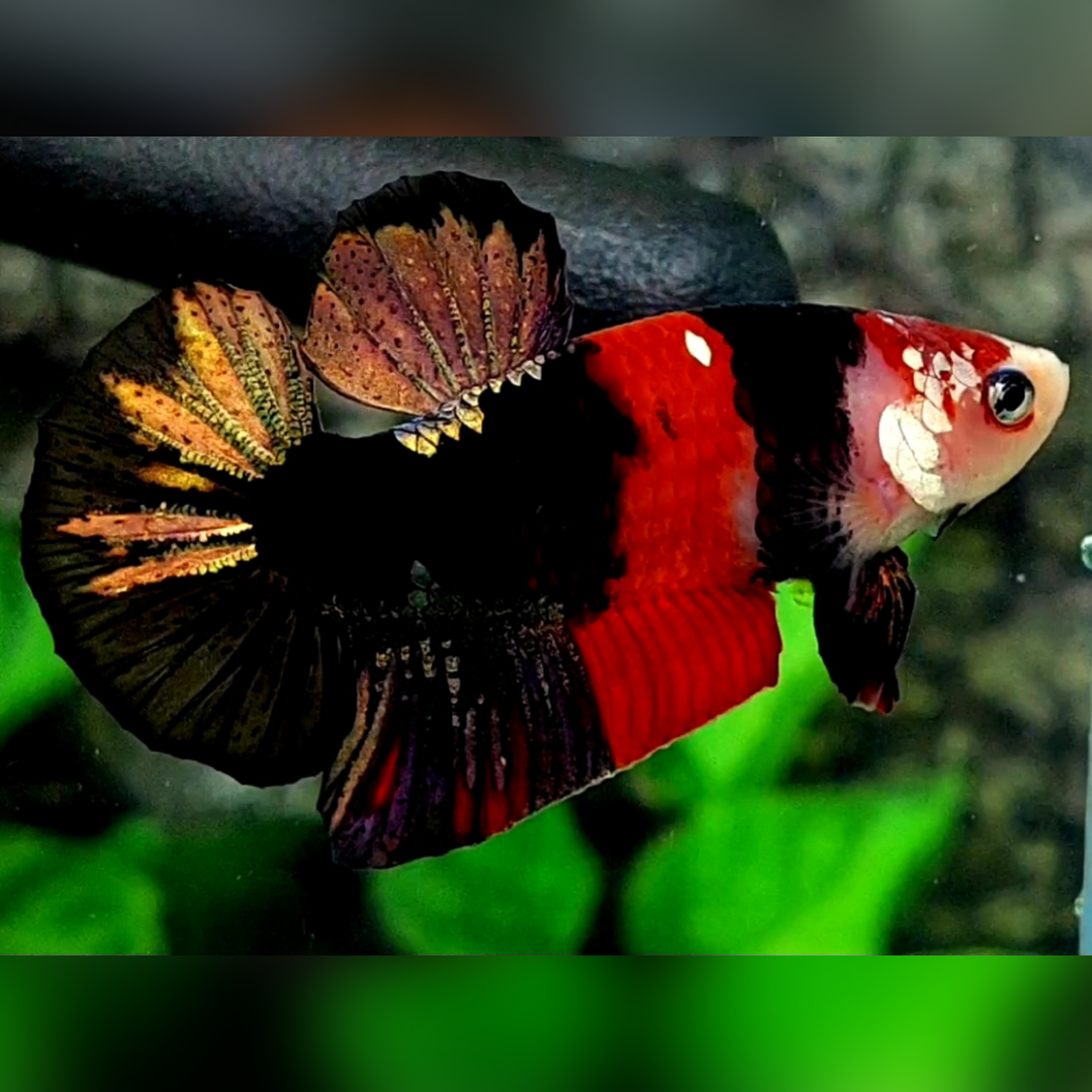 Black Red Koi Gold Galaxy HMPK Betta Fish Male #RKC