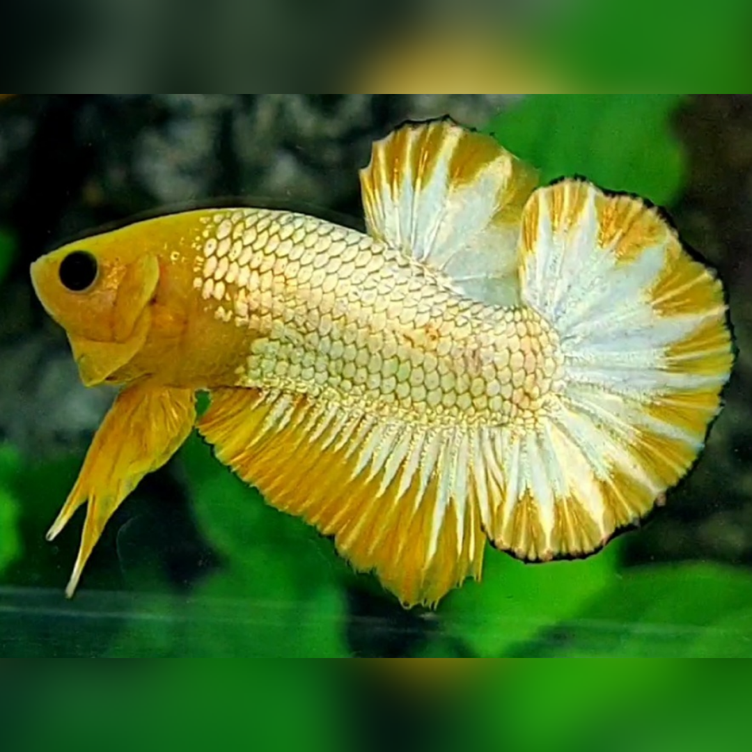 Yellow Fancy Copper Gold HMPK Betta Fish Male
