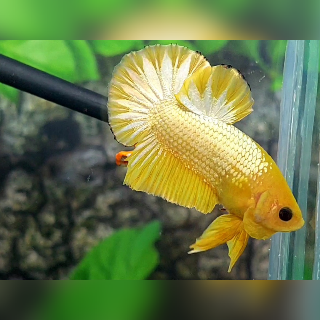 Yellow Fancy Copper Gold Startail HMPK Betta Fish Male