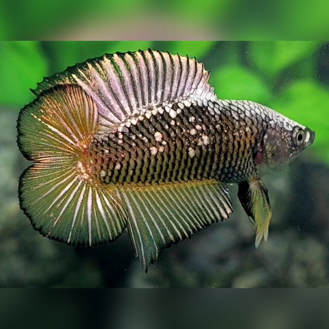 Doubletail Pineapple Yellow Mamba Samurai HMPK Betta Fish Male