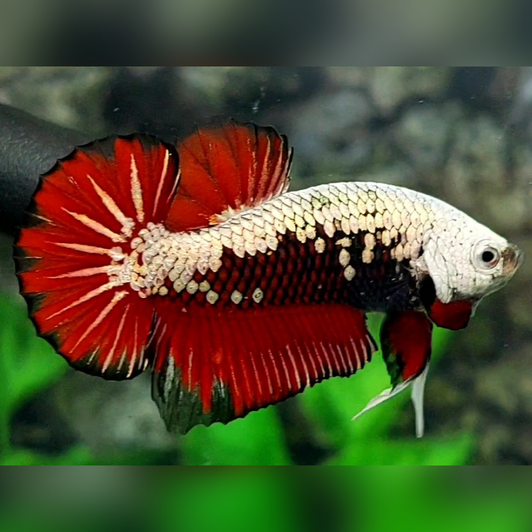 Red Samurai HMPK Betta Fish Male