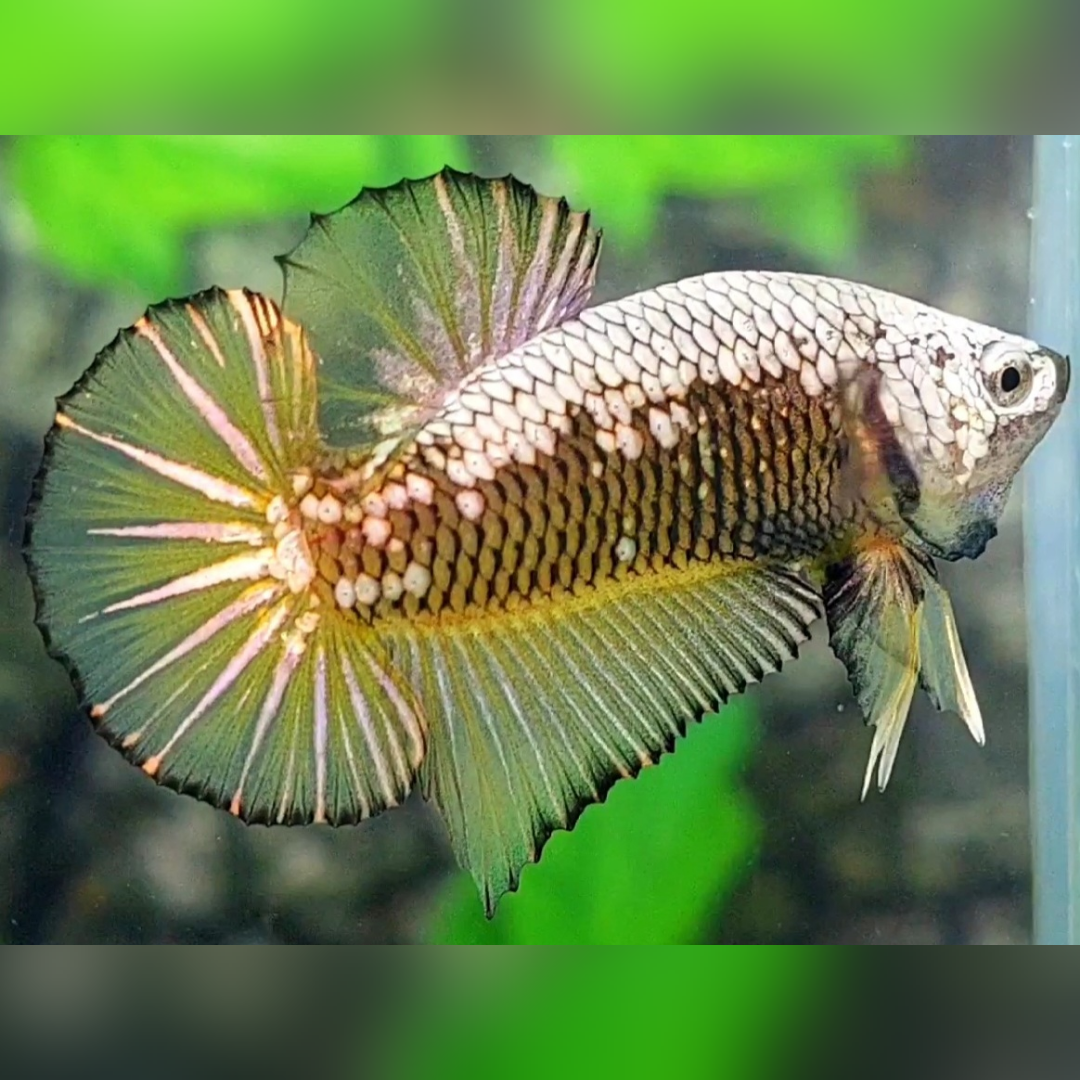 Yellow Samurai Pineapple Over HMPK Betta Fish Male