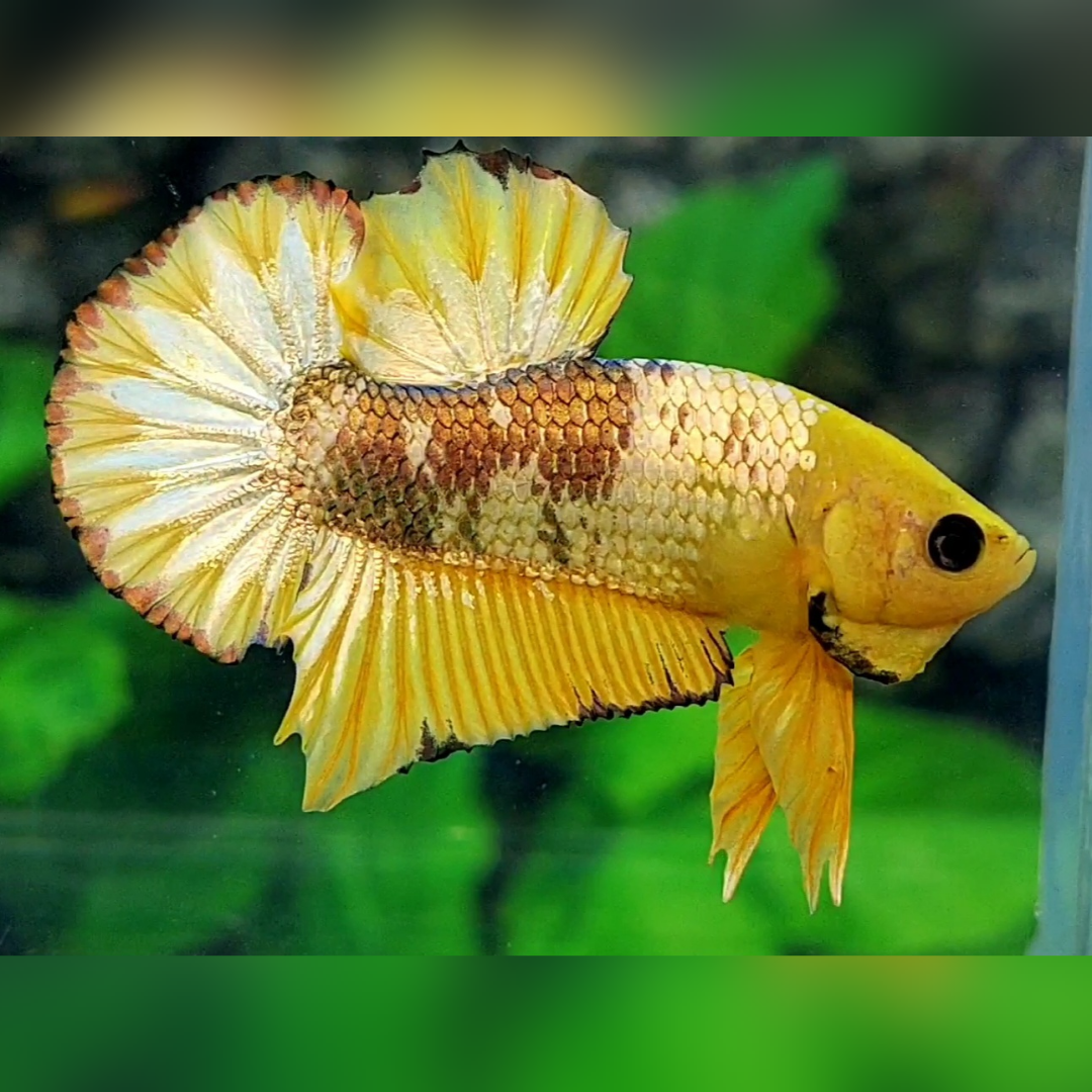 Yellow Fancy Copper Gold HMPK Betta Fish Male