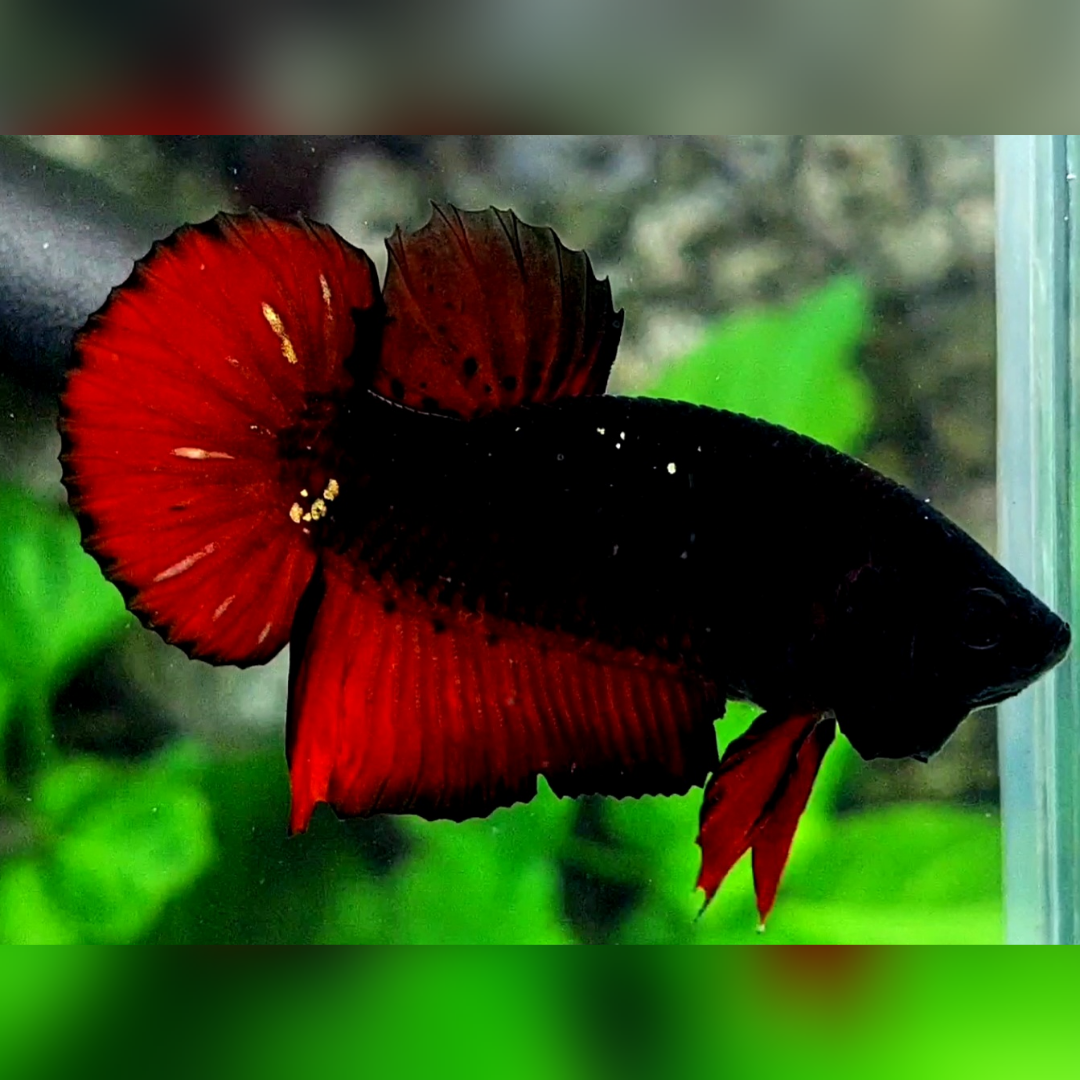 Blacklight Red Vampire HMPK Betta Fish Male