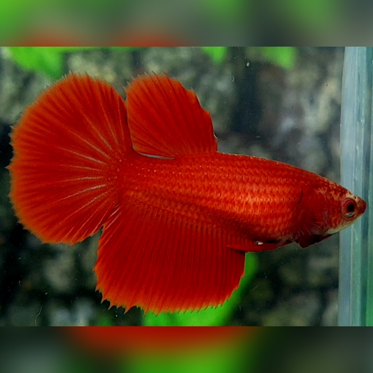 Solid Super Red Halfmoon Betta Fish Female For Sorority / Breed