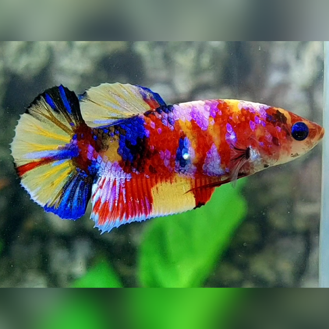 Multicolor Yellowbase Candy Galaxy HMPK Betta Fish Female For Sorority / Breed