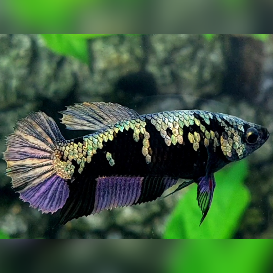 Avatar Copper Purple HMPK Betta Fish Female For Sorority / Breed