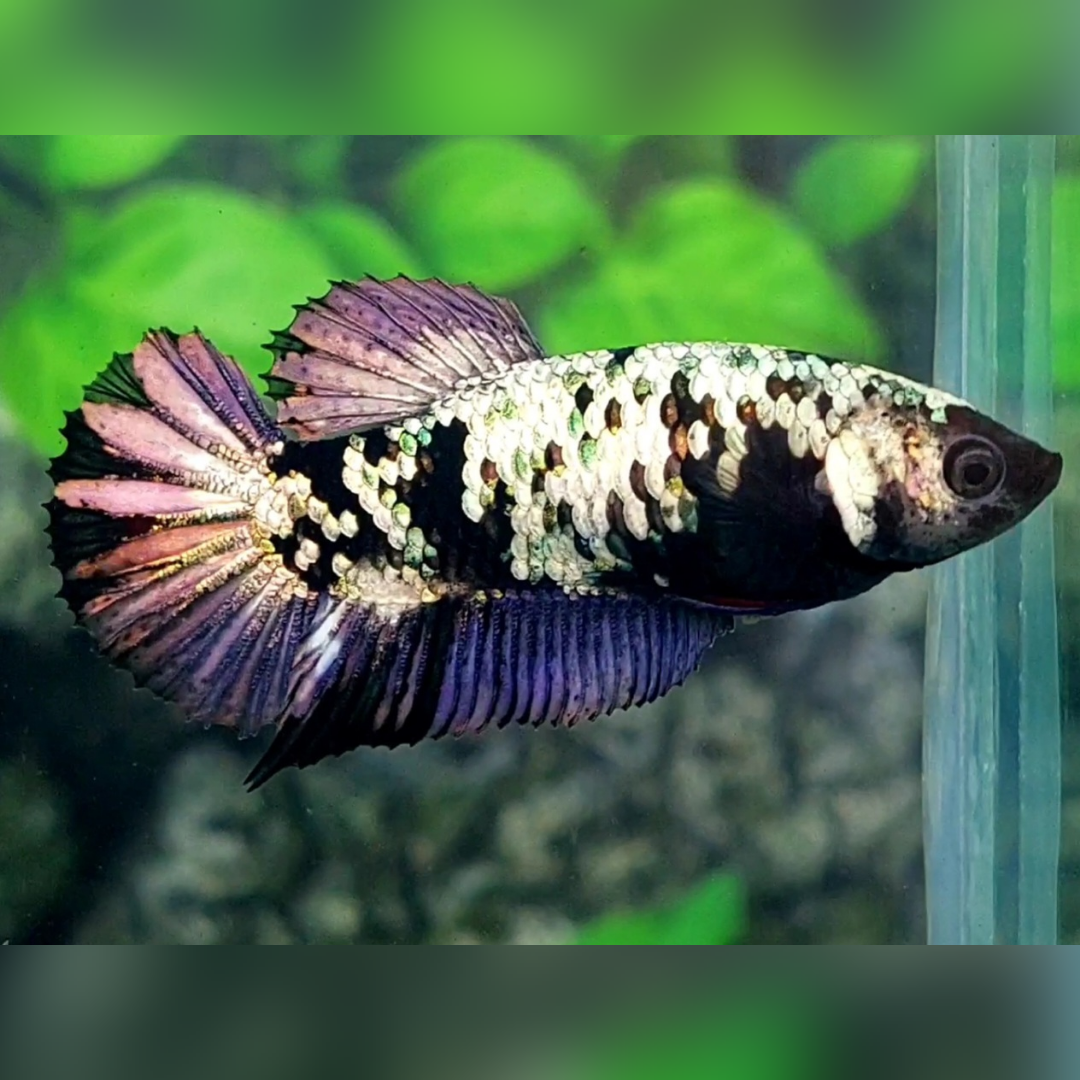 Avatar Copper Purple HMPK Betta Fish Female For Sorority / Breed