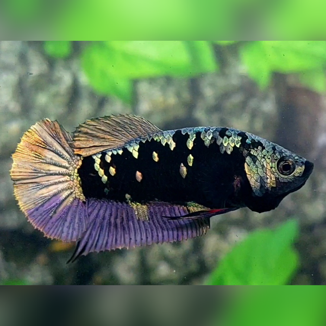 Avatar Copper Purple Gold HMPK Betta Fish Female For Sorority / Breed