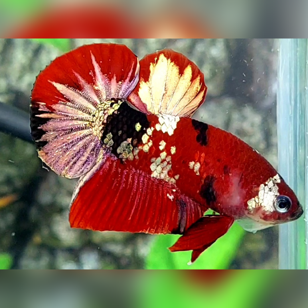 Red Tiger Koi Copper Gold Galaxy HMPK Betta Fish Male #RKC