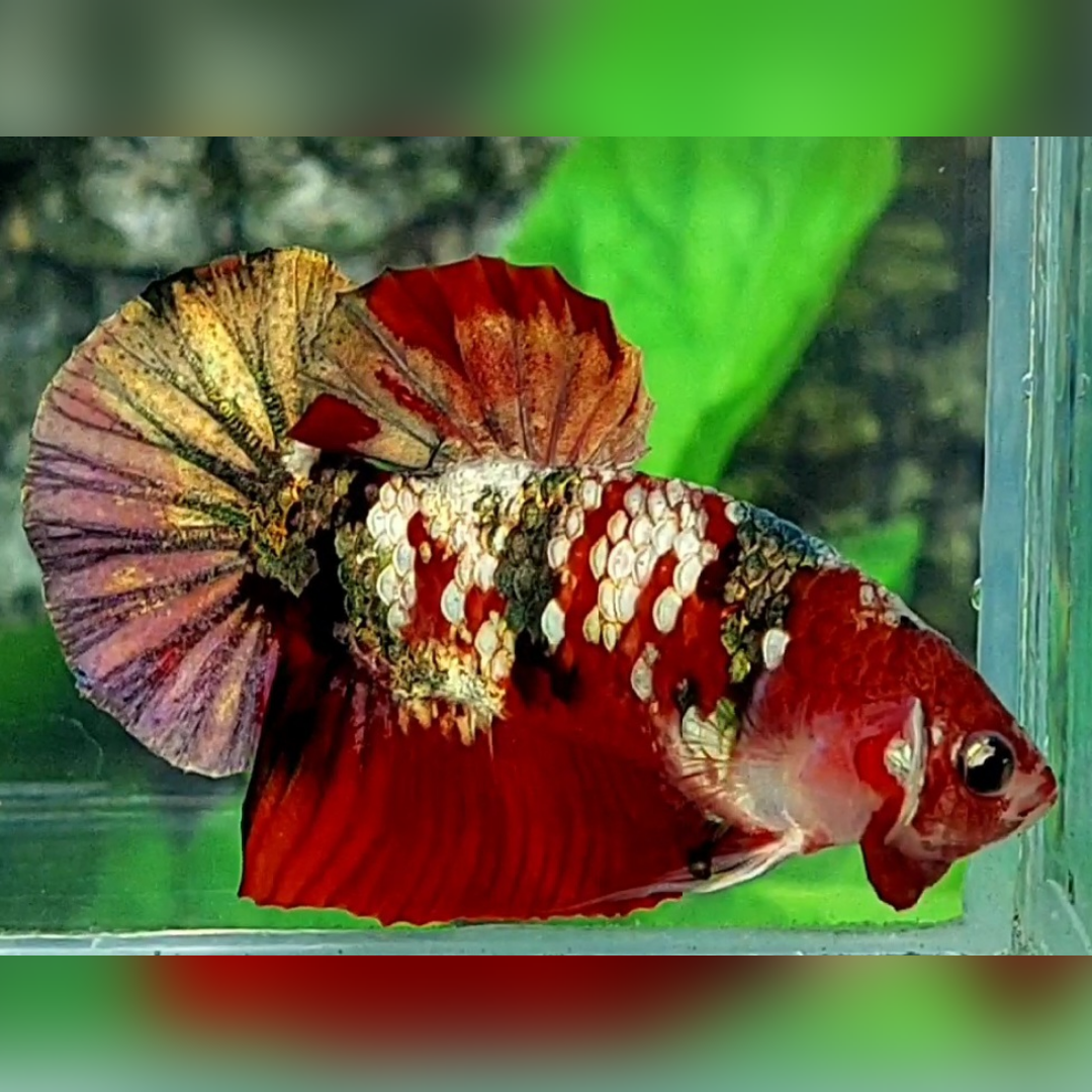 Red Tiger Koi Copper Gold Galaxy HMPK Betta Fish Male #RKC