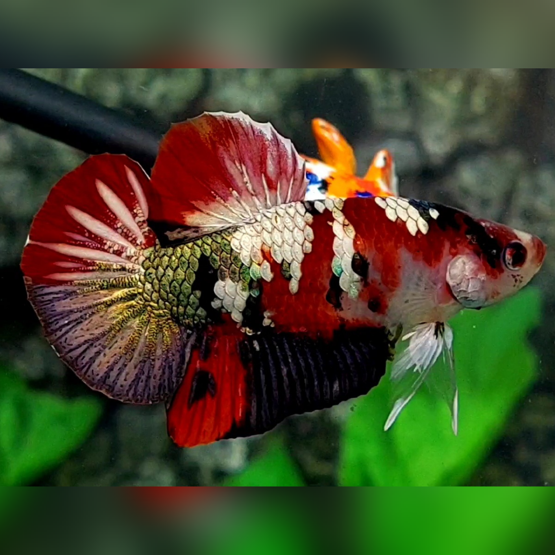 Red Tiger Koi Copper Galaxy HMPK Betta Fish Male #RKC