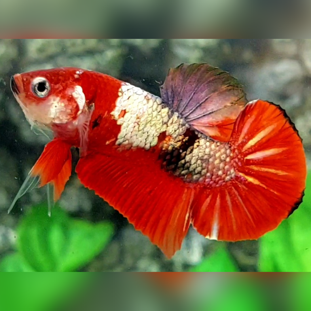 Red Koi Copper Over HMPK Betta Fish Male #RKC #cs