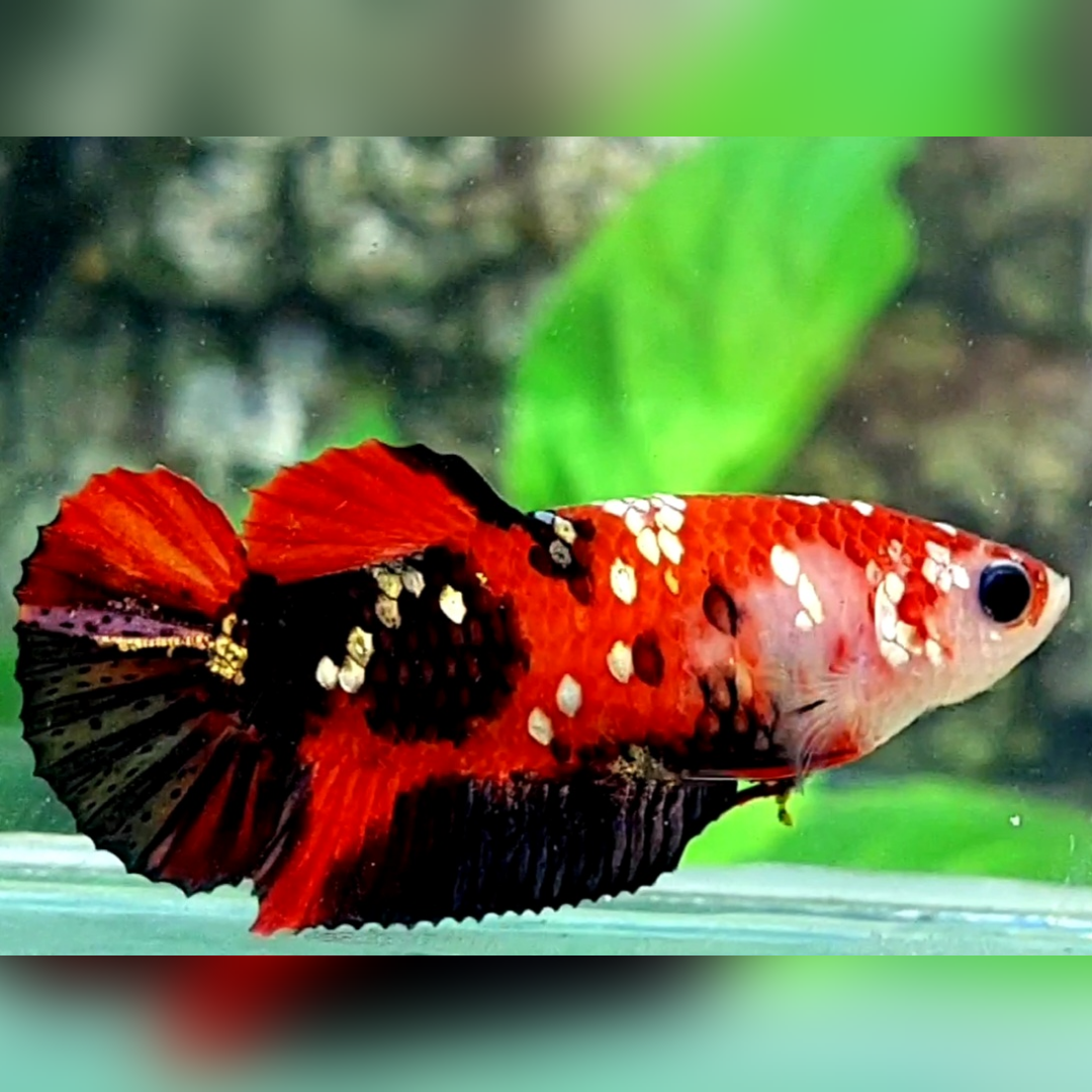 Red Tiger Koi Copper Galaxy HMPK Betta Fish Female For Sorority / Breed #RKC