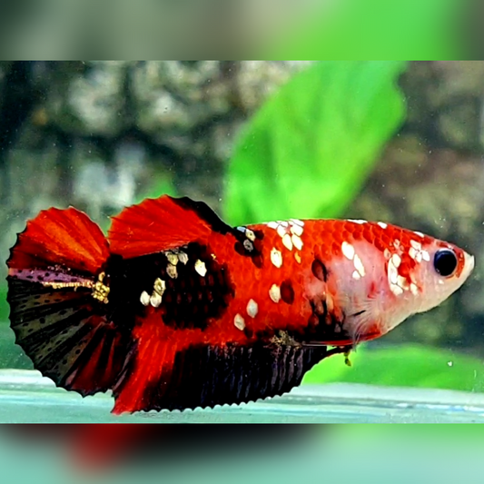 Red Tiger Koi Copper Galaxy HMPK Betta Fish Female For Sorority / Breed #RKC
