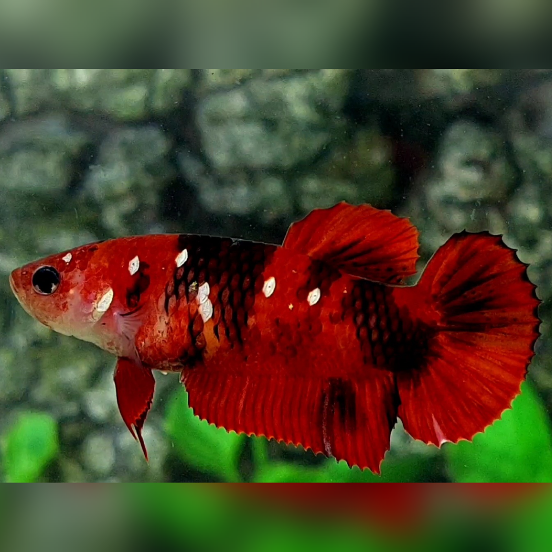 Red Tiger Koi Copper Galaxy HMPK Betta Fish Female For Sorority / Breed #RKC