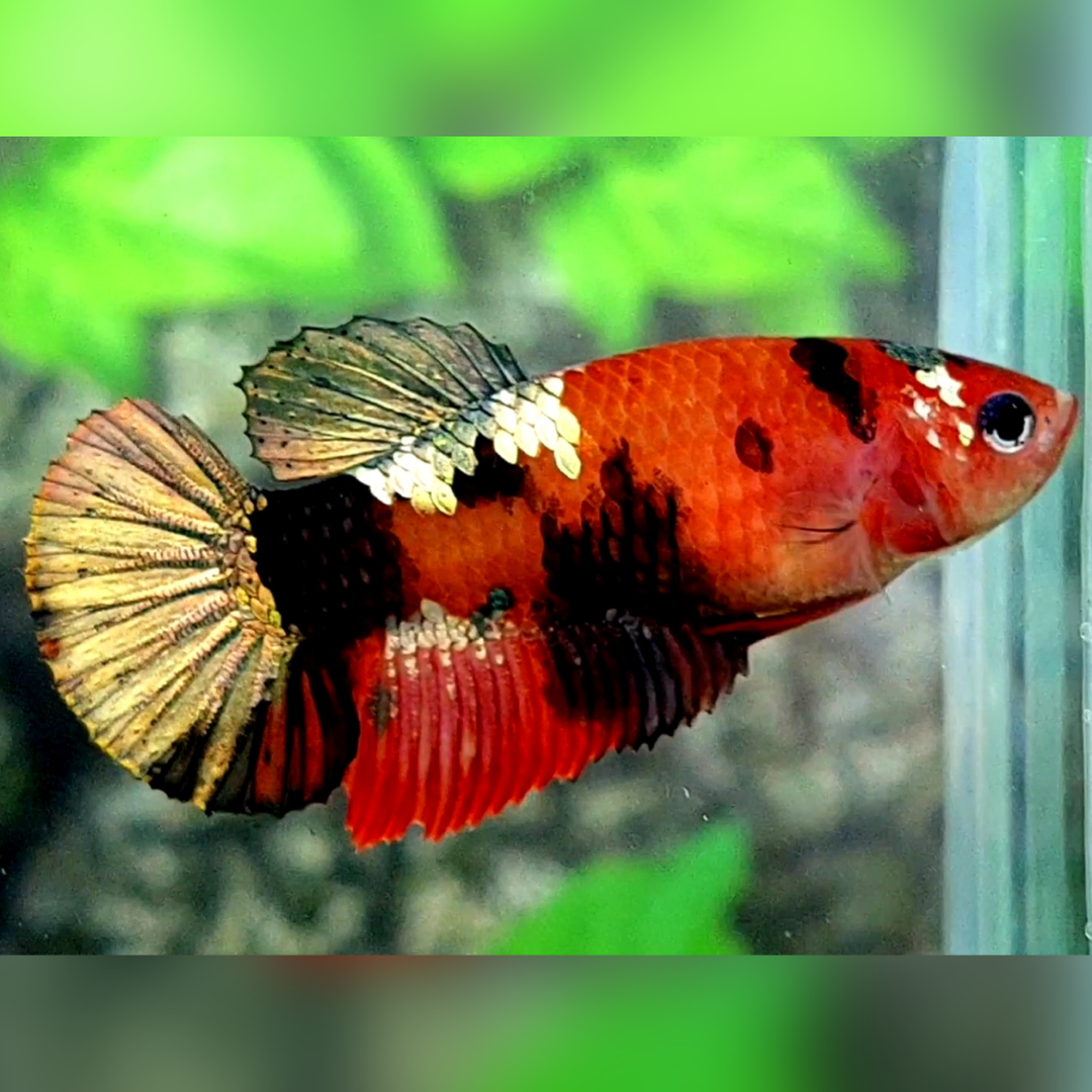 Red Tiger Koi Copper Gold Galaxy HMPK Betta Fish Female For Sorority / Breed #RKC