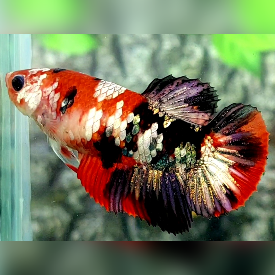Red Tiger Koi Copper Galaxy HMPK Betta Fish Female For Sorority / Breed #RKC