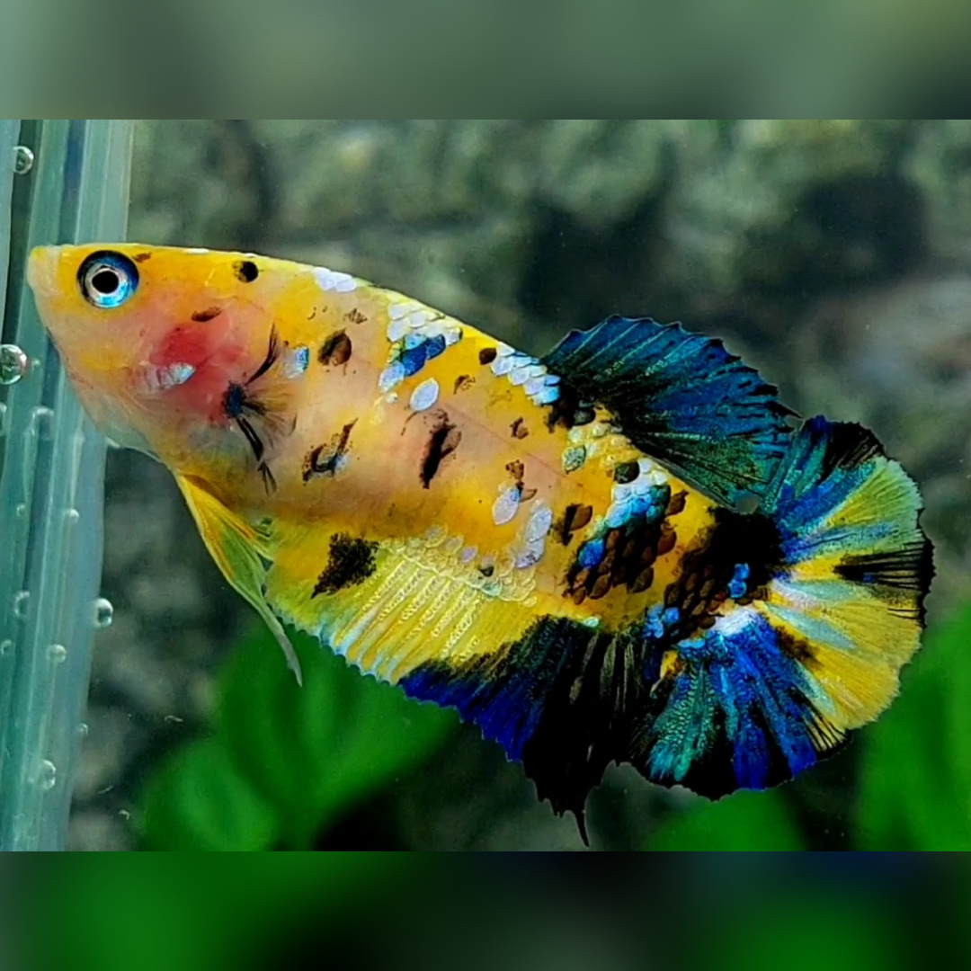 Yellow Tiger Koi Galaxy HMPK Betta Fish Female For Sorority / Breed #YKG