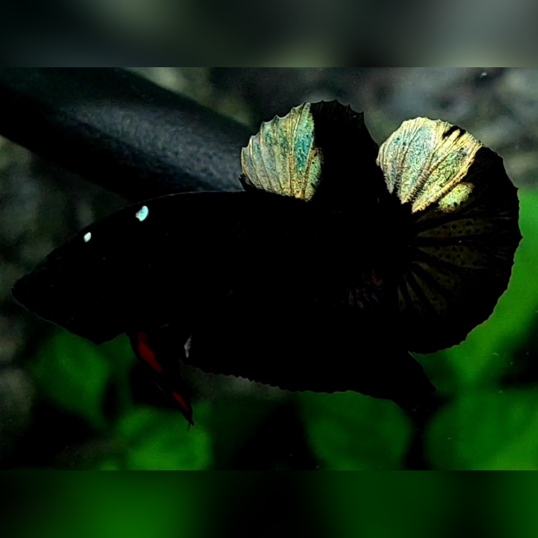 Blacklight Copper Gold HMPK Betta Fish Male