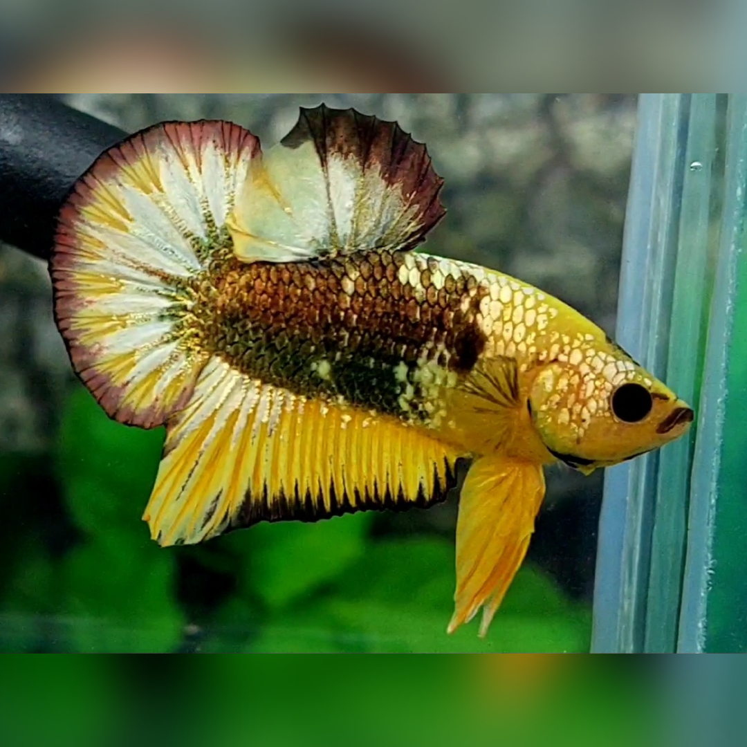 Yellow Fancy Copper Gold HMPK Betta Fish Male