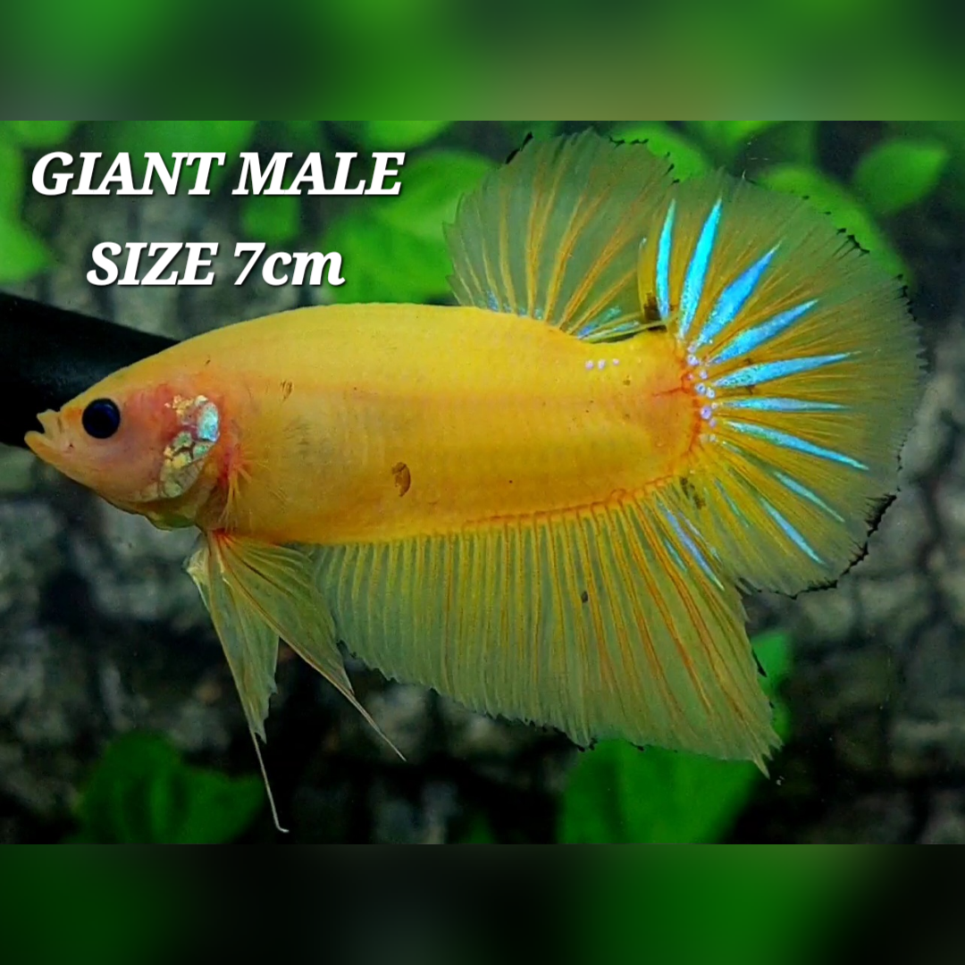Yellow Koi JUMBO GIANT HMPK Betta Fish Male