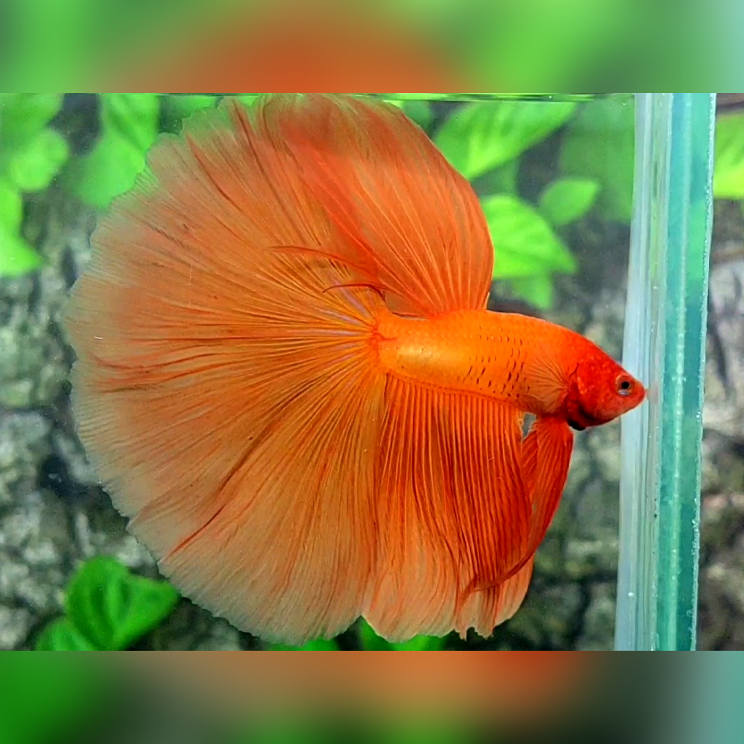 Solid Orange Huge Fin Halfmoon Betta Fish Male