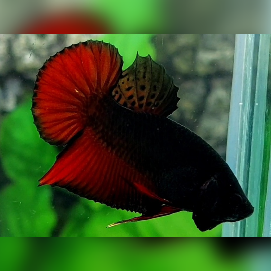 Blacklight Red Vampire HMPK Betta Fish Male