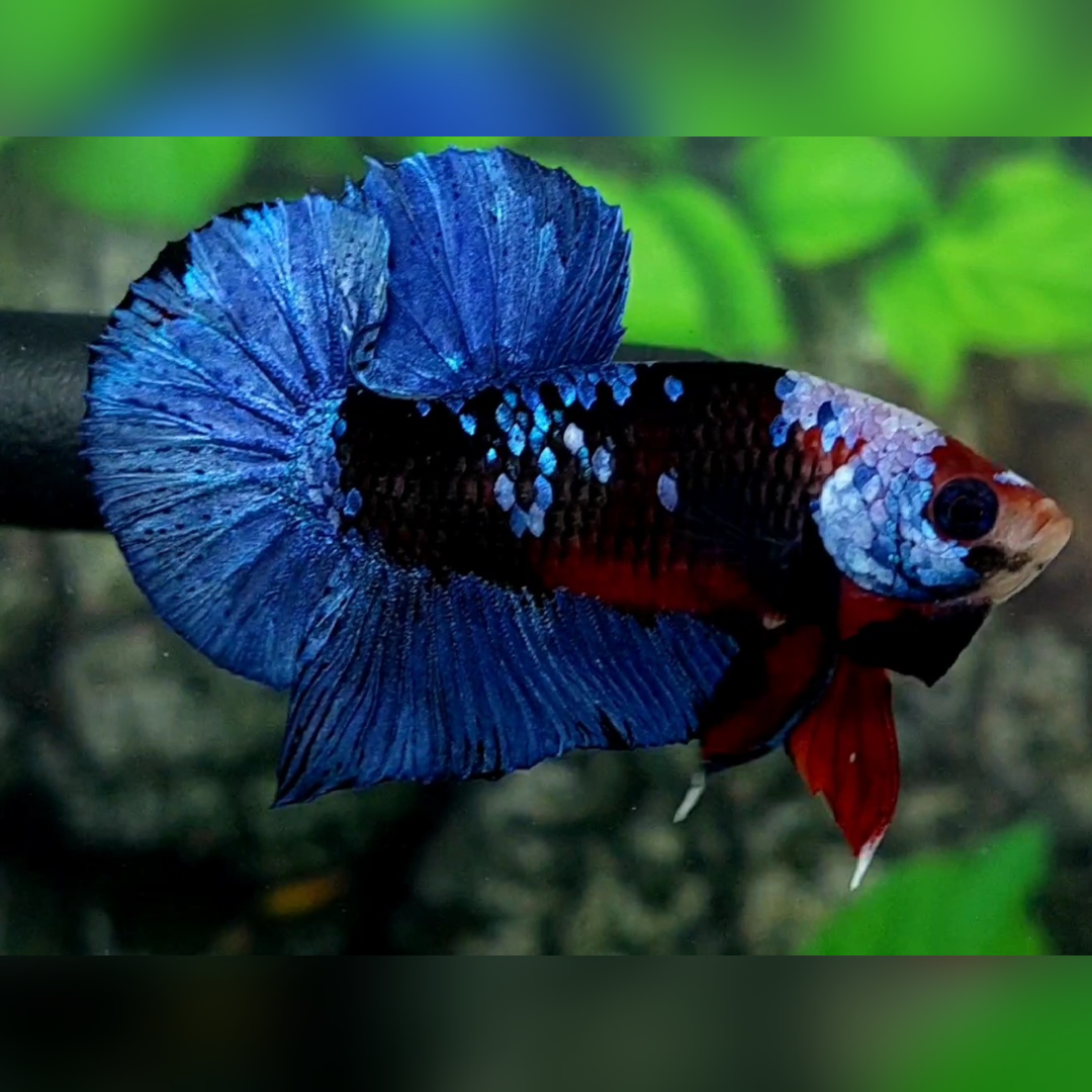 Koi Avatar Grey HMPK Betta Fish Male