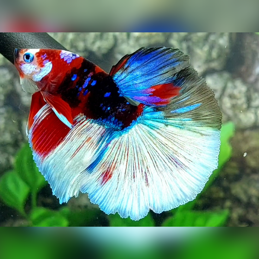 Multicolor Black Galaxy Halfmoon Betta Fish Male