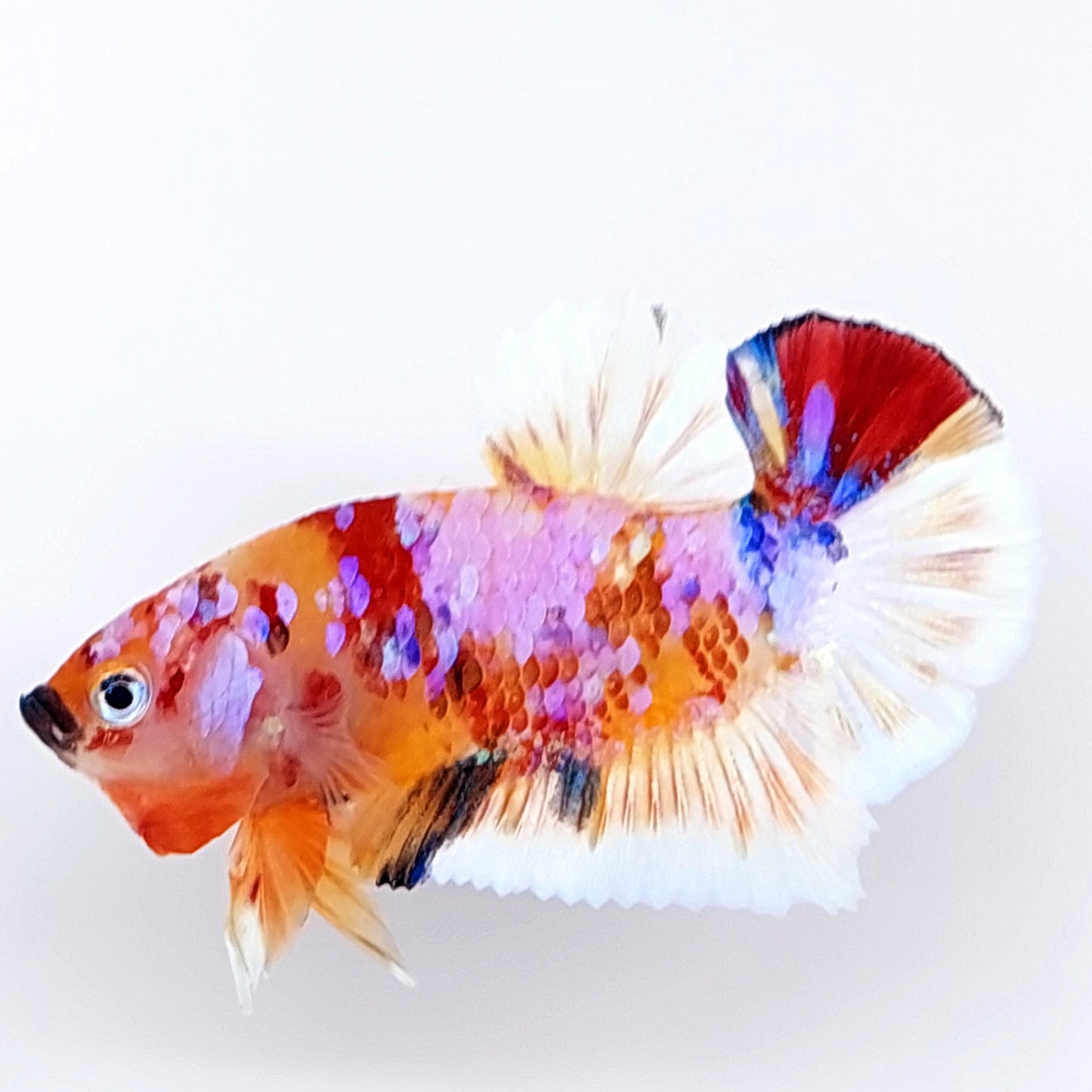 Multicolor Pink Galaxy HMPK Male