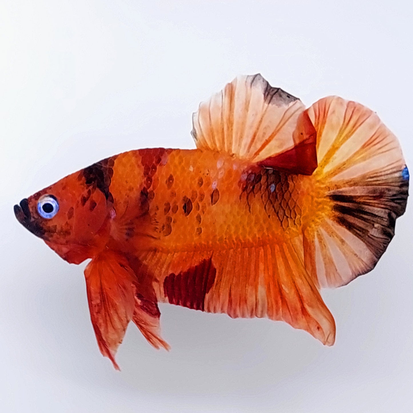 Orange Koi HMPK Male