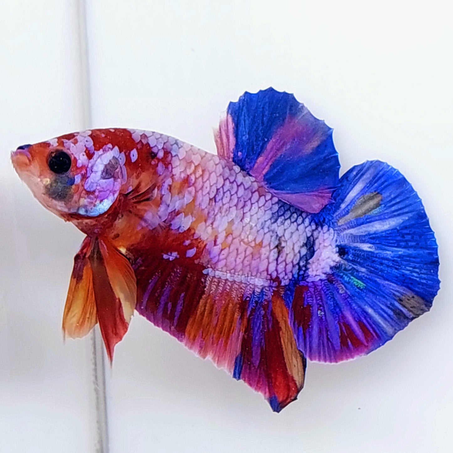Multicolor Pink Purple HMPK Male