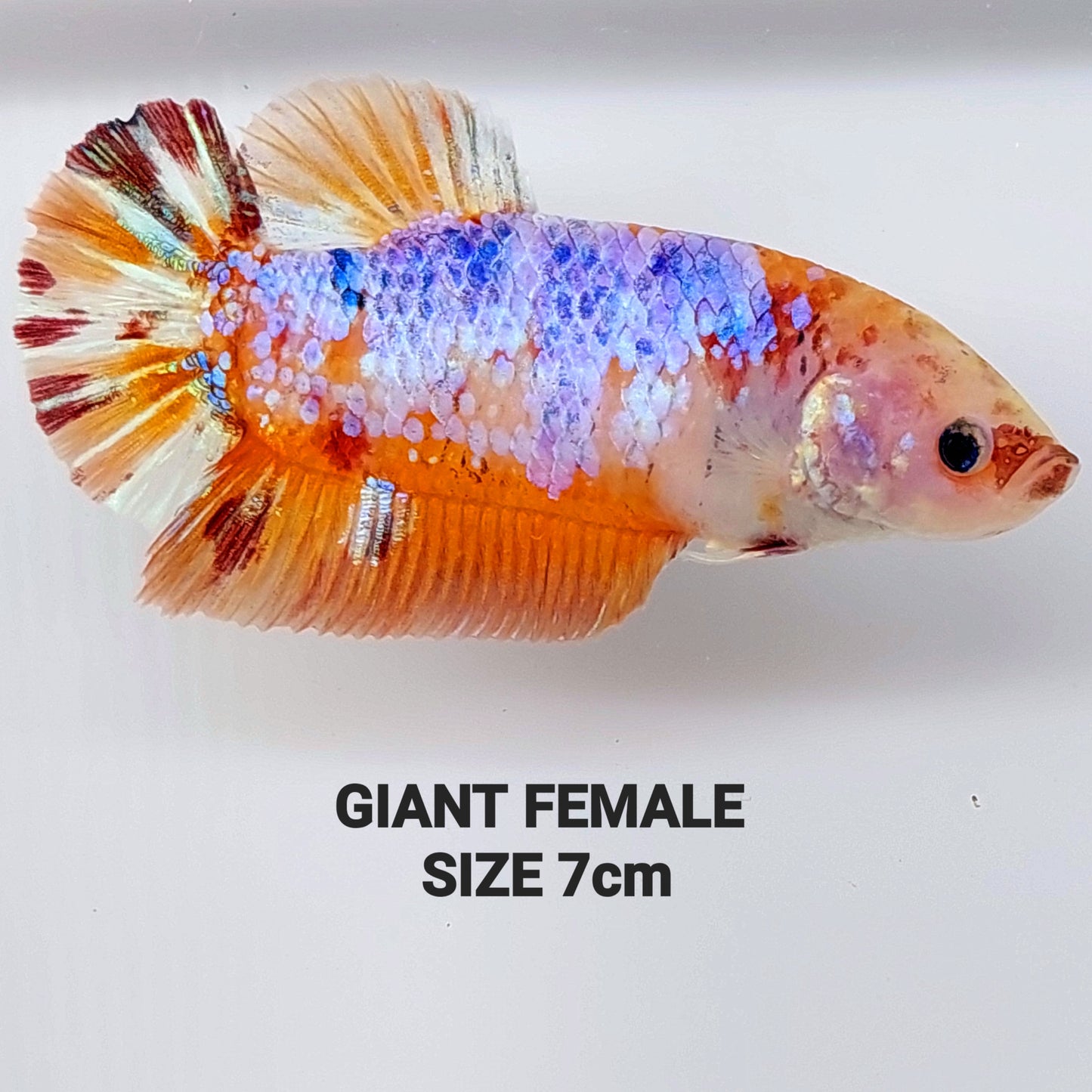 Multicolor Candy Galaxy GIANT HMPK Female For Sorority Tank/Breed