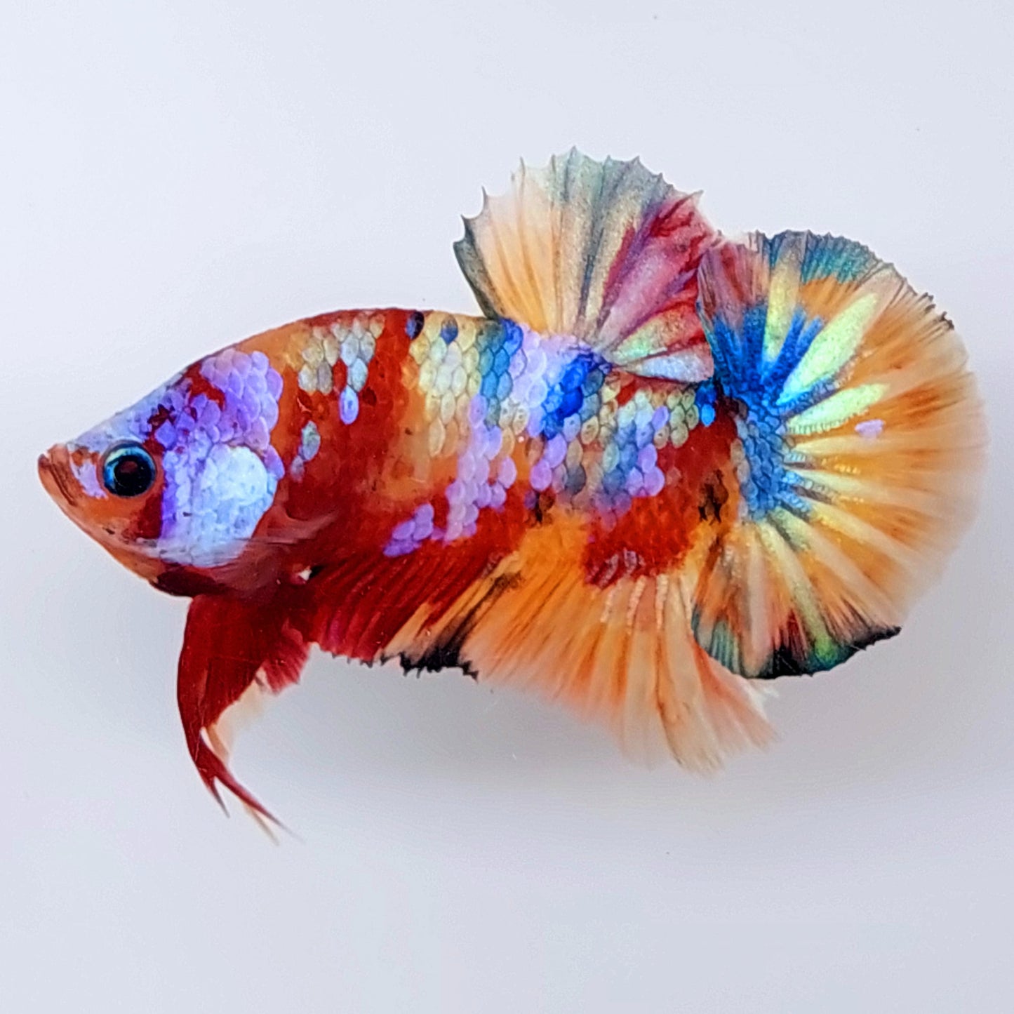 Multicolor Candy Galaxy OHMPK Male